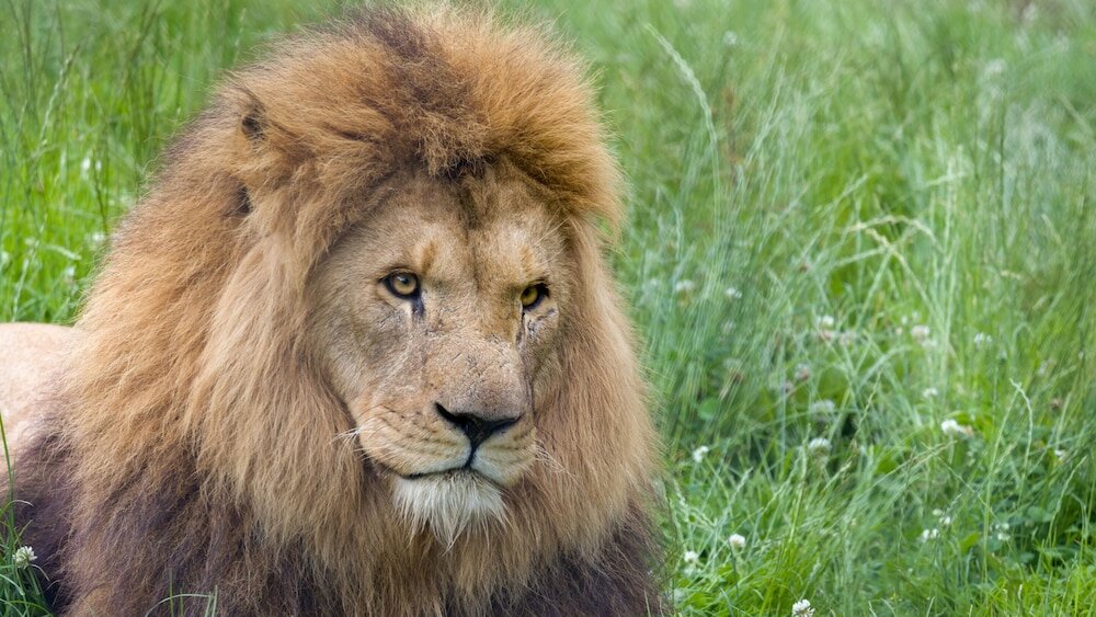 Фото Comfort Inn Cambridge