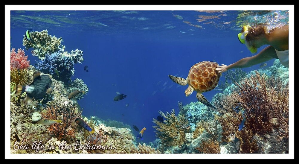 Фото Bell Channel Inn Hotel