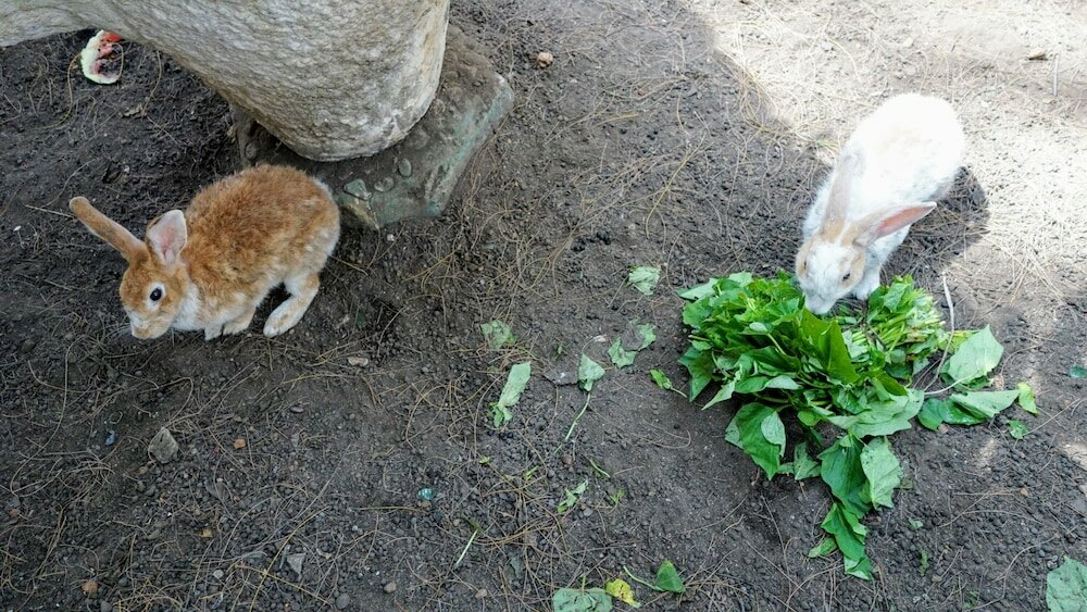 Фото The Family Kingdom Resort