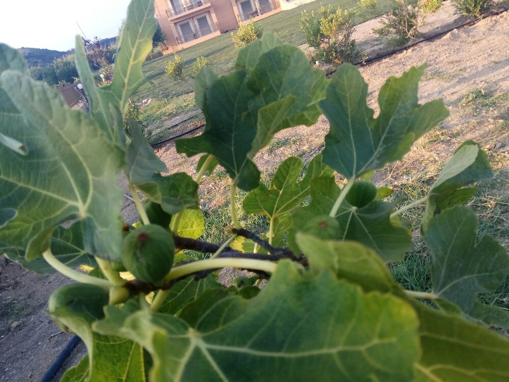 Фото Finiki Plaza