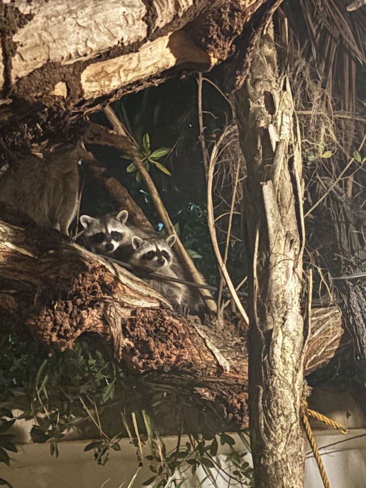 Фото La Diosa Kali Beach Front Hotel