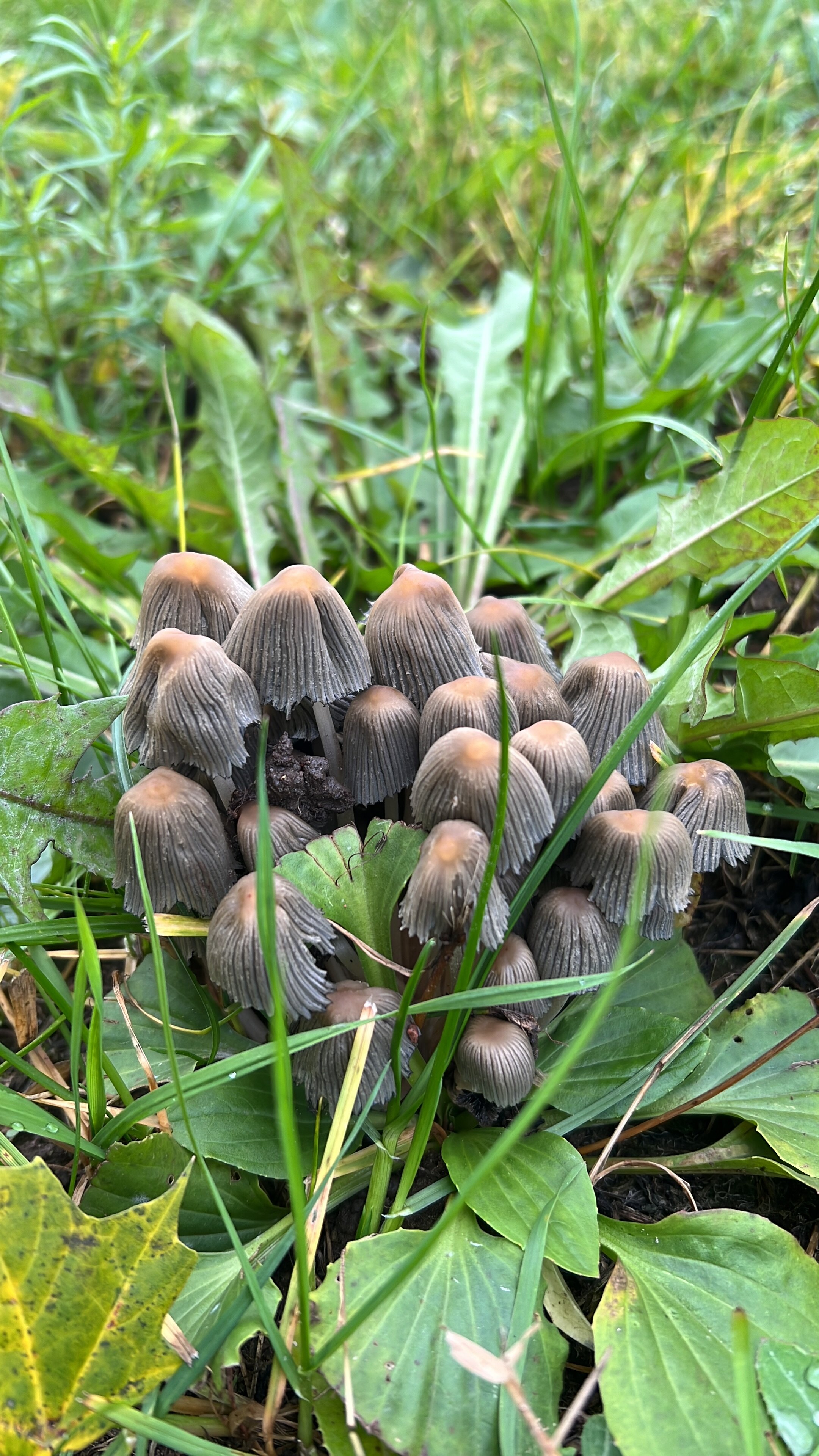 Фото A_gorky_house