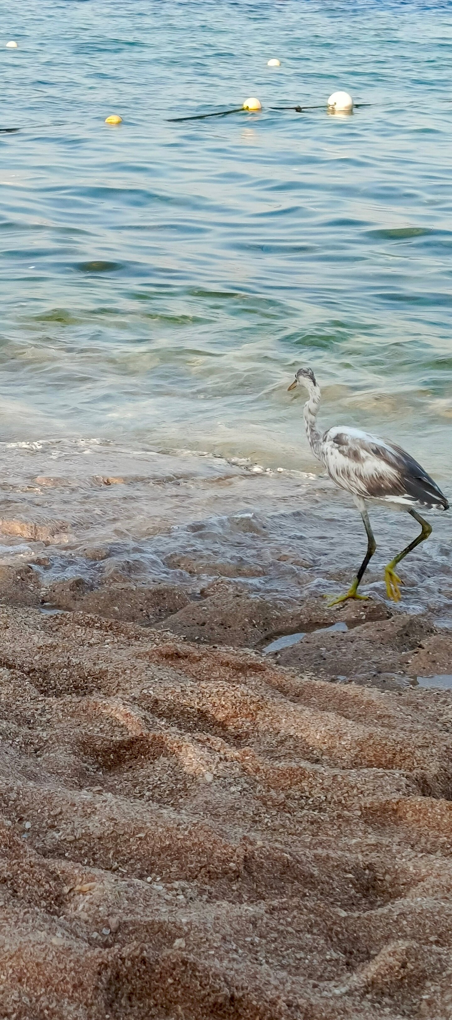 Фото Sunrise Arabian Beach Resort - Posh Club