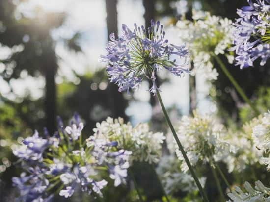 Фото Hotel Villa Cipressi, by R Collection Hotels