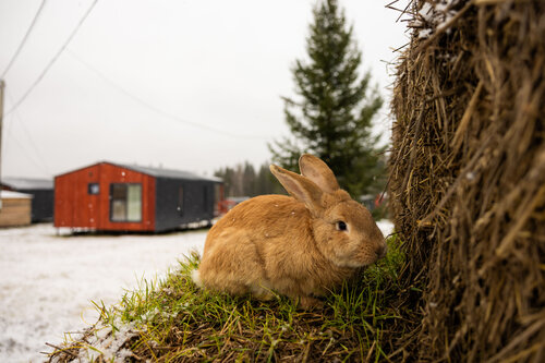 Дом отдыха Липовый цвет в Ижевске
