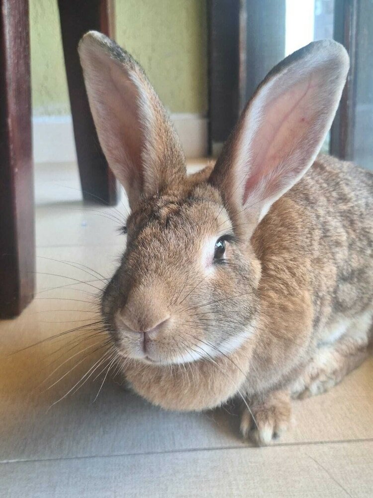 Фото Pousada Estalage