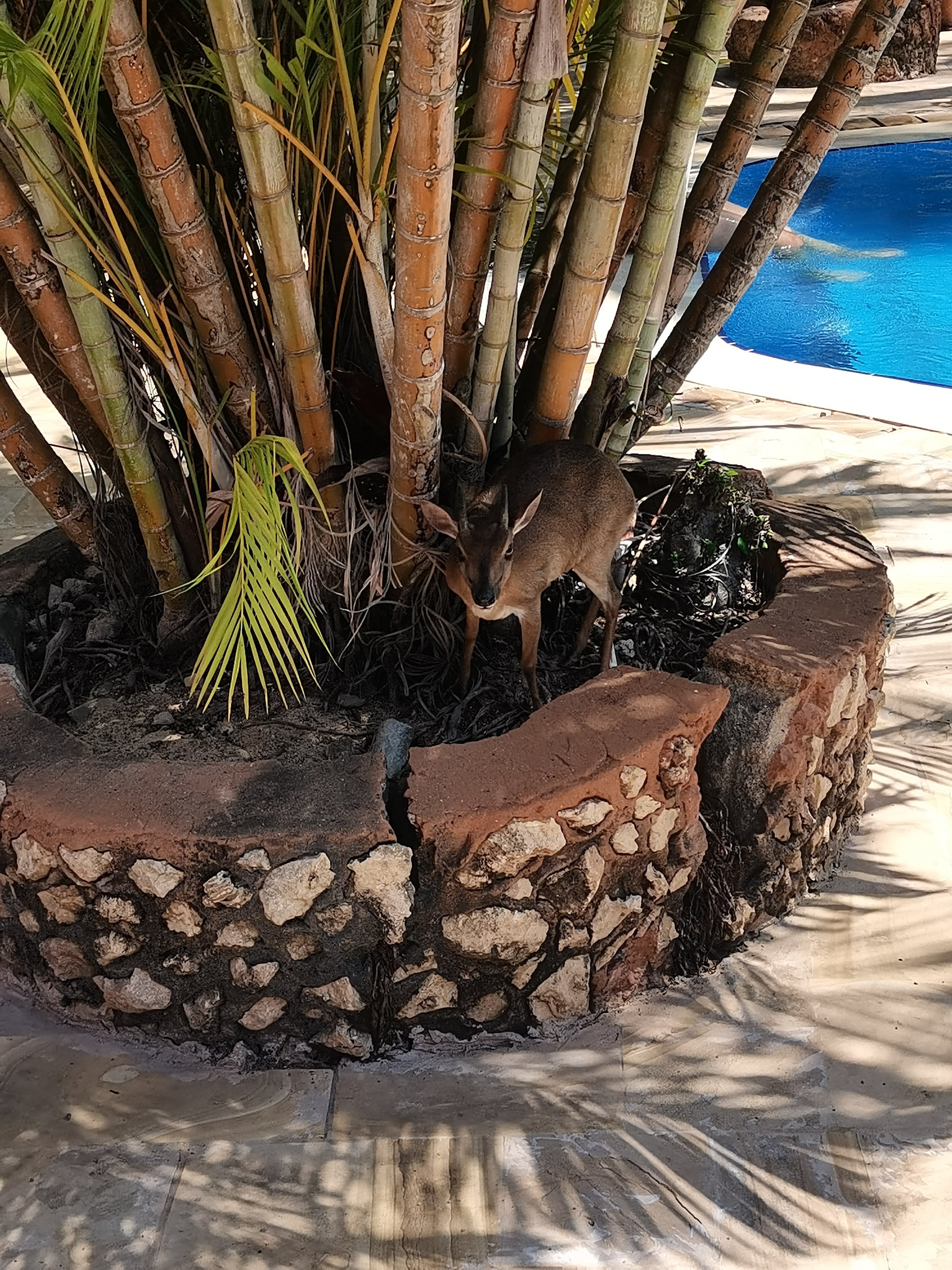 Фото Langi Langi Beach Bungalows