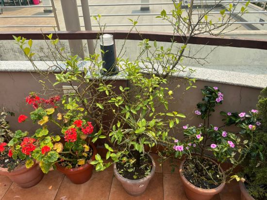 Фото Himalayan Ghar