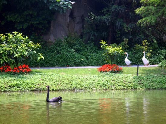 Фото Xiamen C&d Hotel-Free Welcome Snacks-Oasis Garden