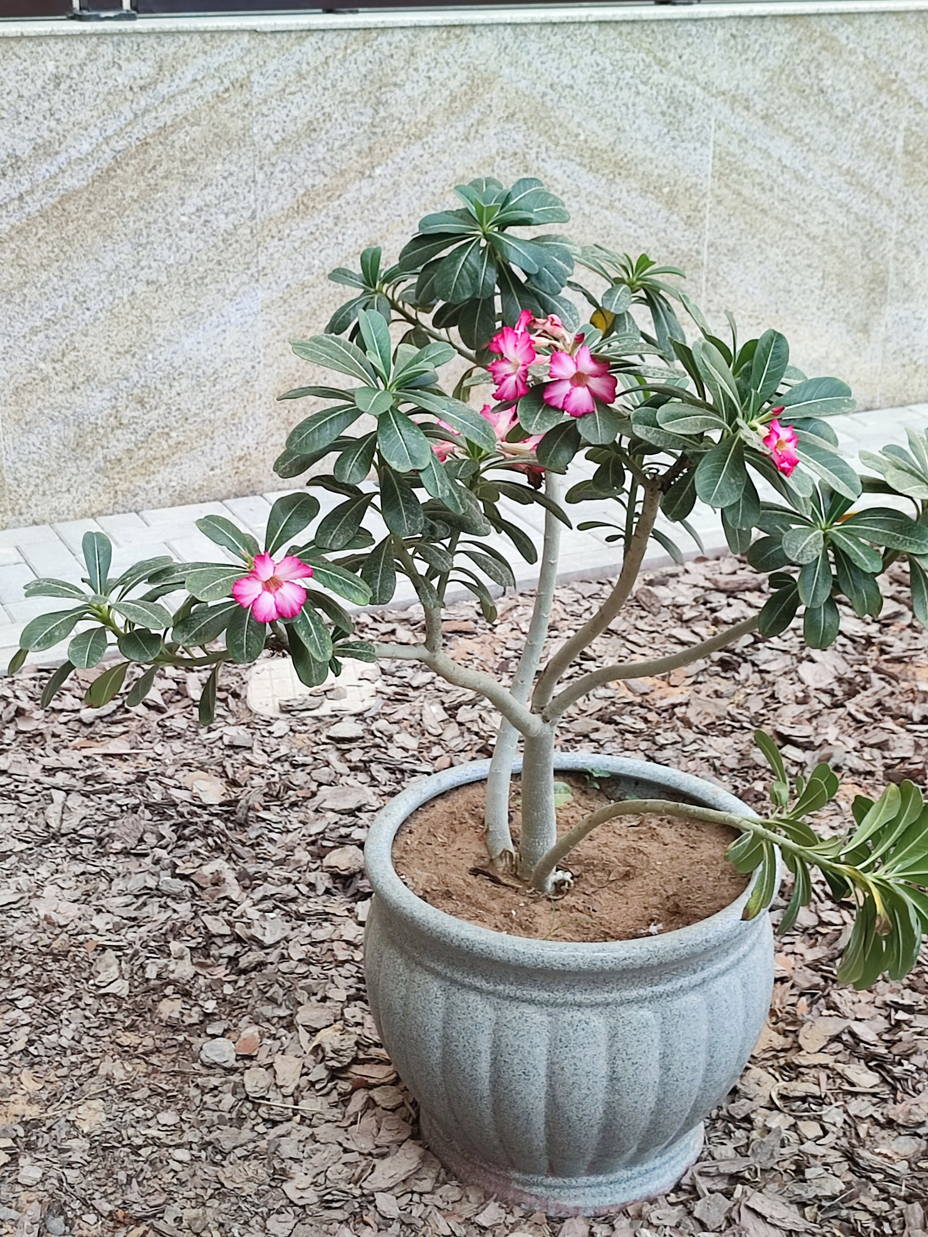 Фото Al Bahar Hotel & Resort