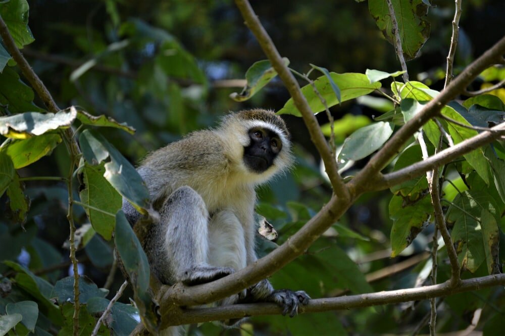 Фото Colonial Residence