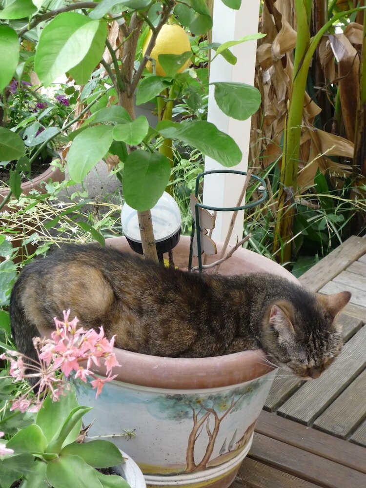 Фото Hotel Villa Victorine