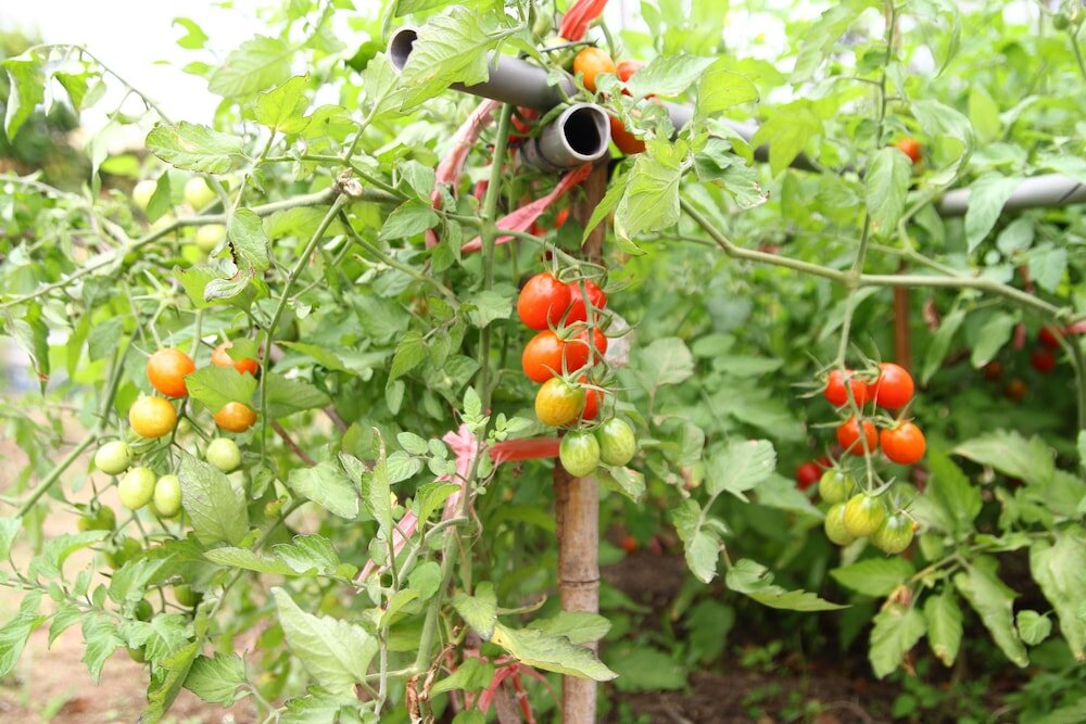 Фото WestOldHouse