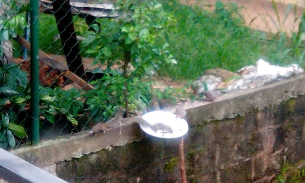 Фото Miracle Villa