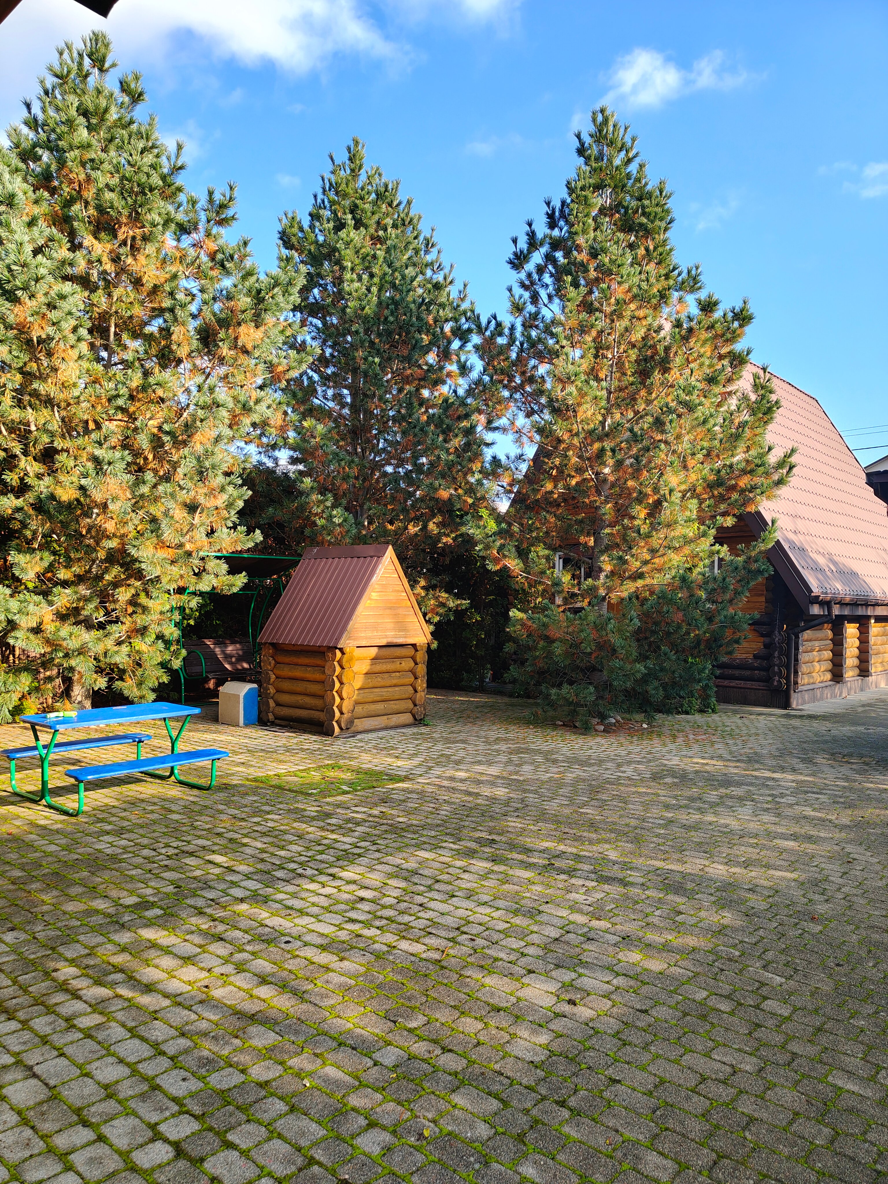 Фото Вербена