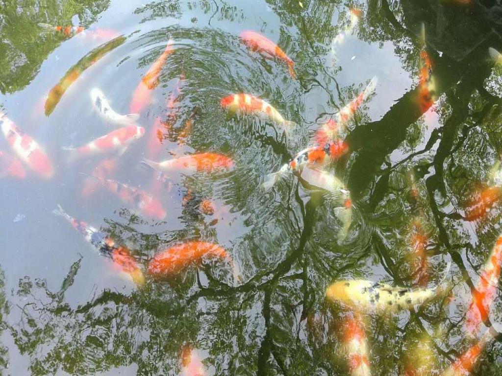 Фото Liuying Hotel