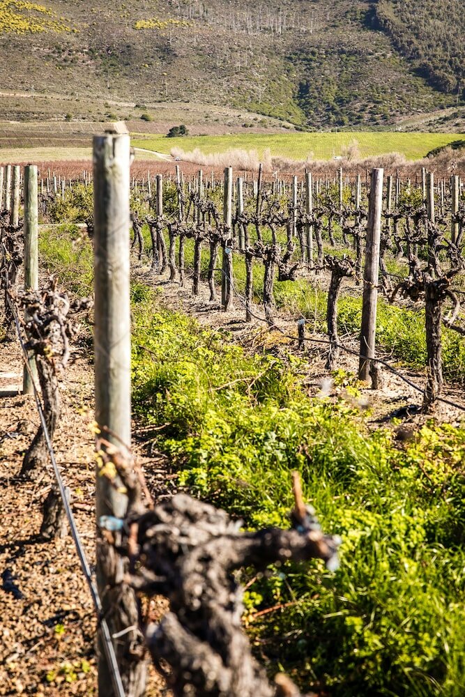 Фото Steenberg Hotel & SPA