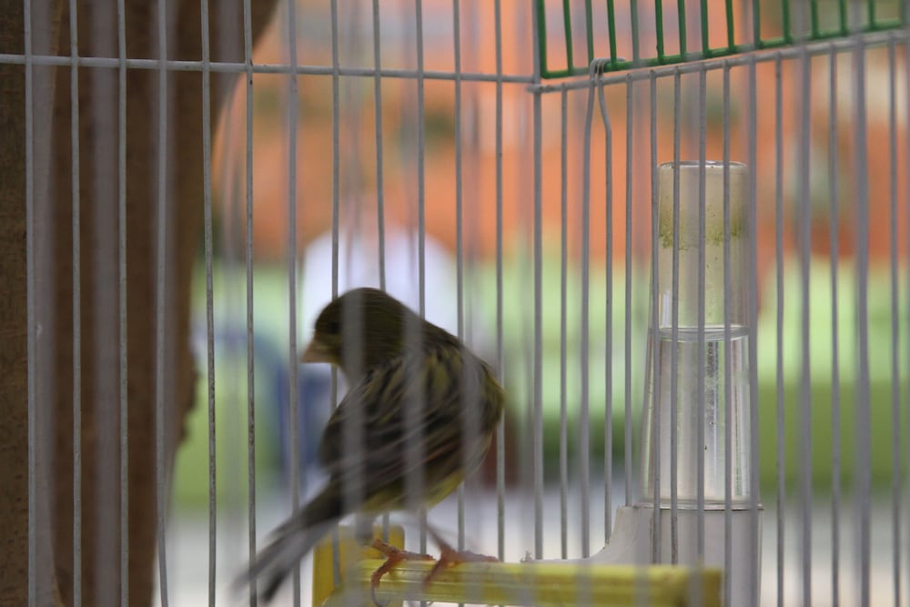 Фото Арарат