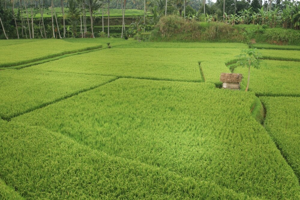 Фото Om Ham Retreat & Resort