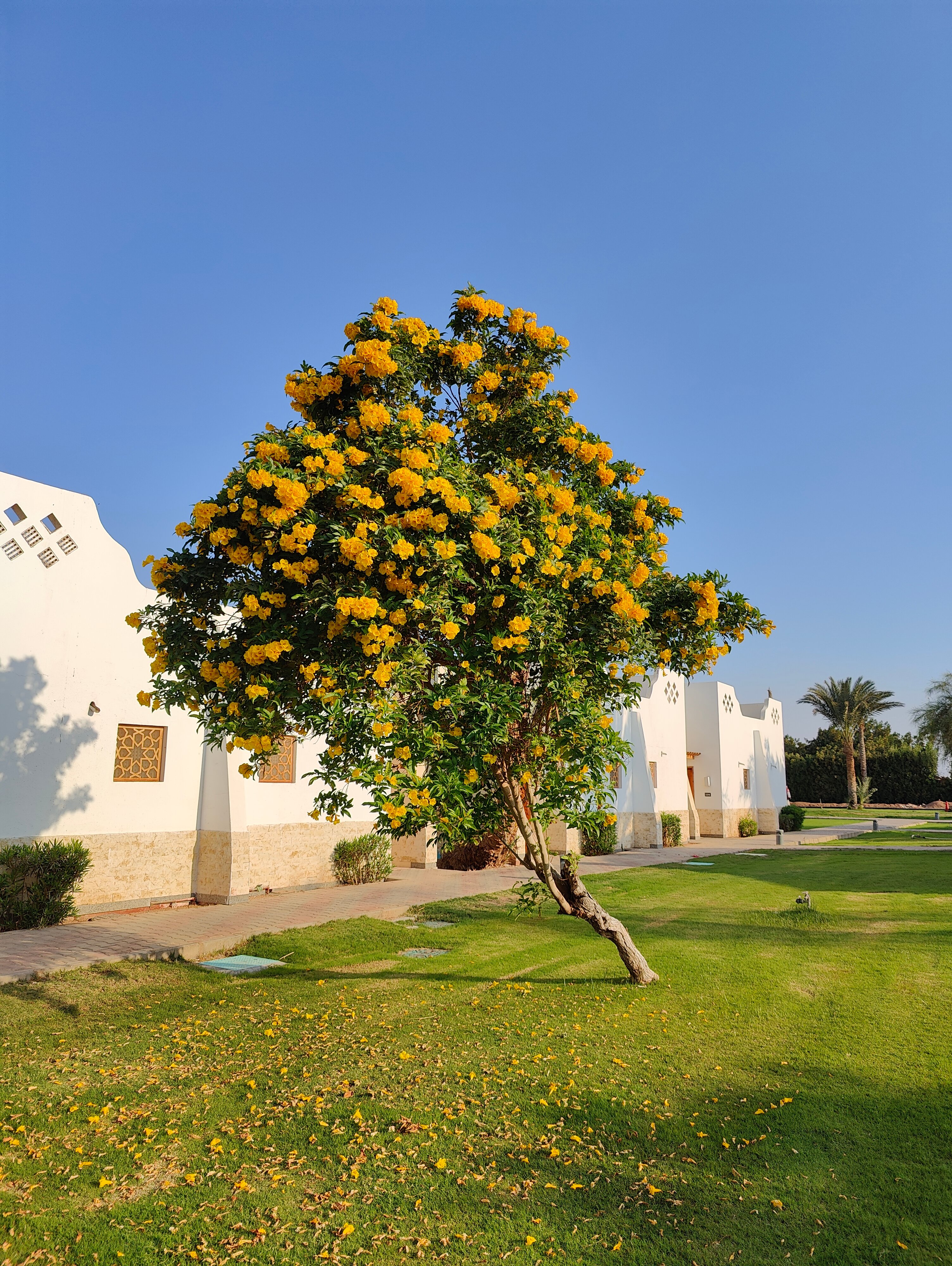 Фото Dahab Lagoon Club Resort
