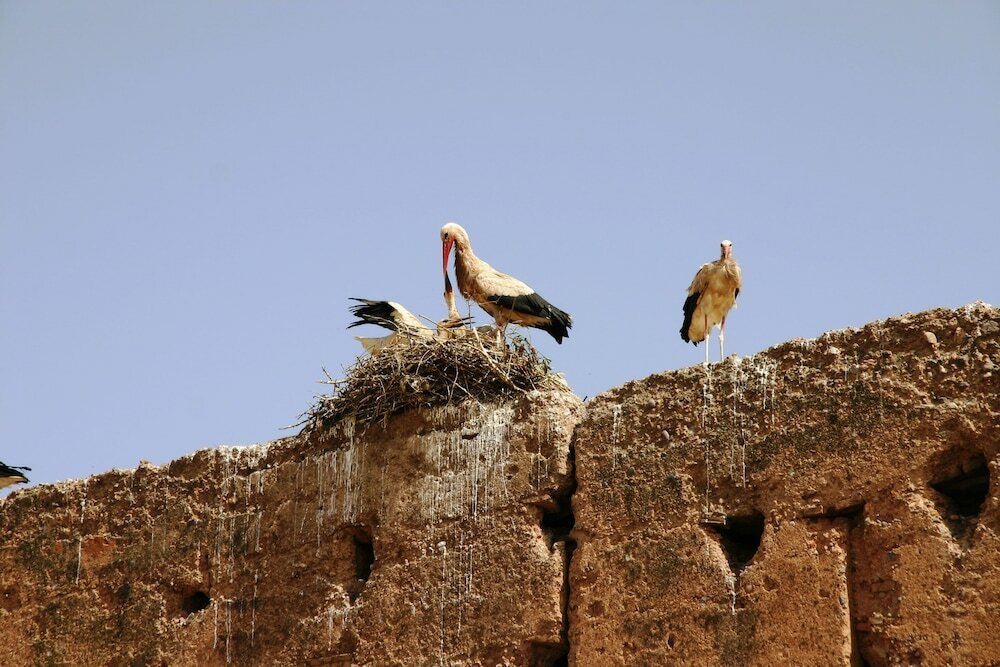 Фото Hotel Riad Carina