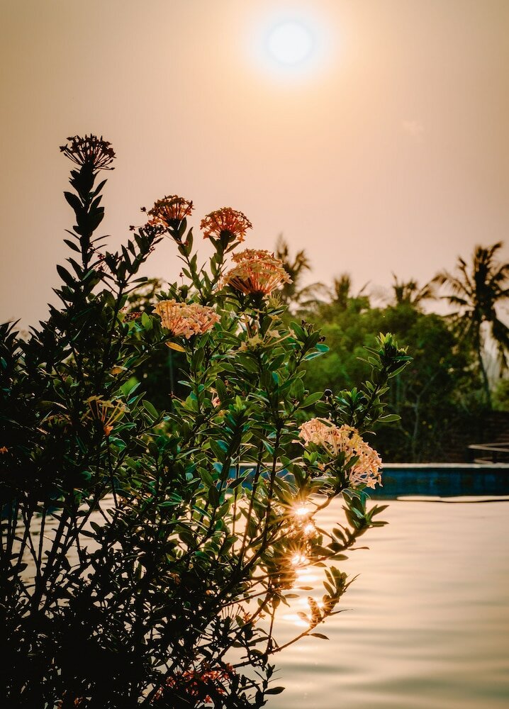 Фото Daisy Resort