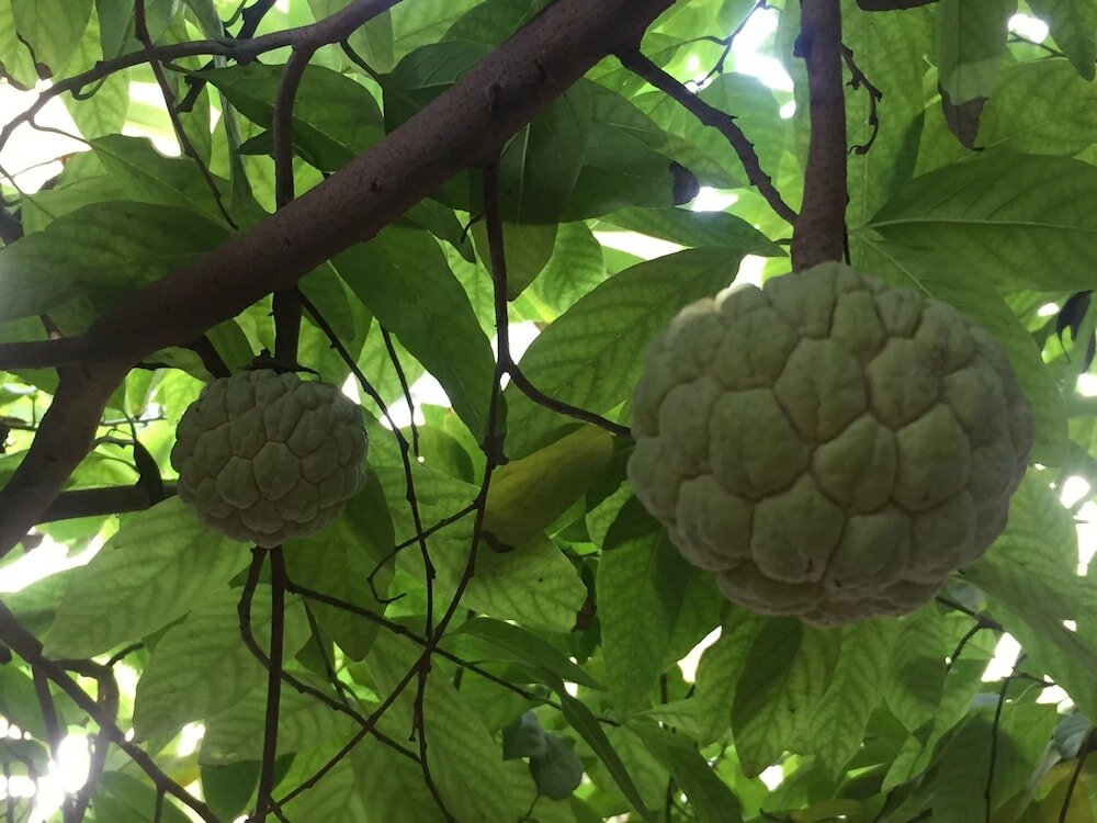 Фото Barwara Kothi