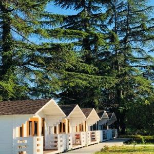 Фото Цитрус 1