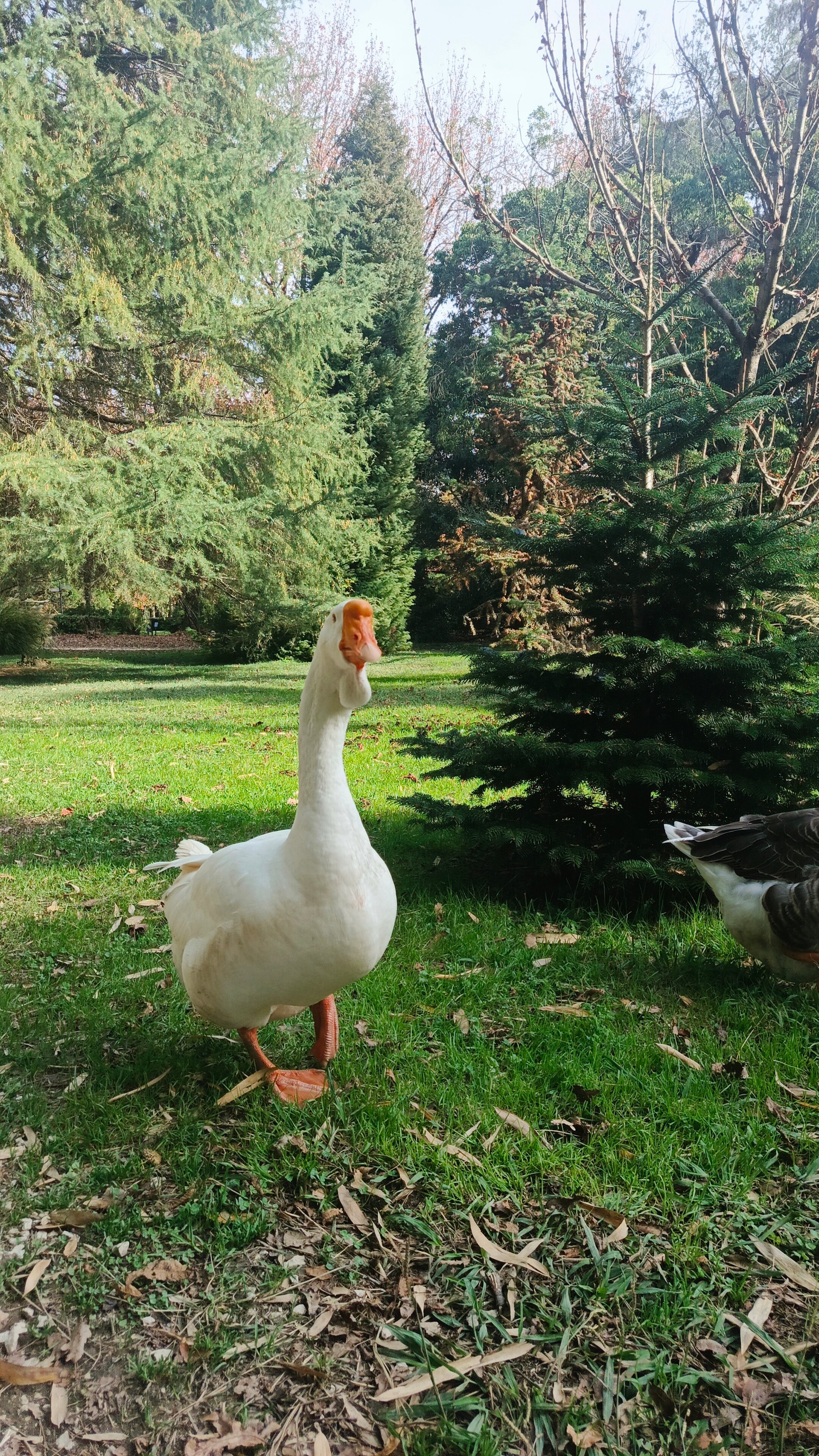 Фото Вертикаль, Паруса