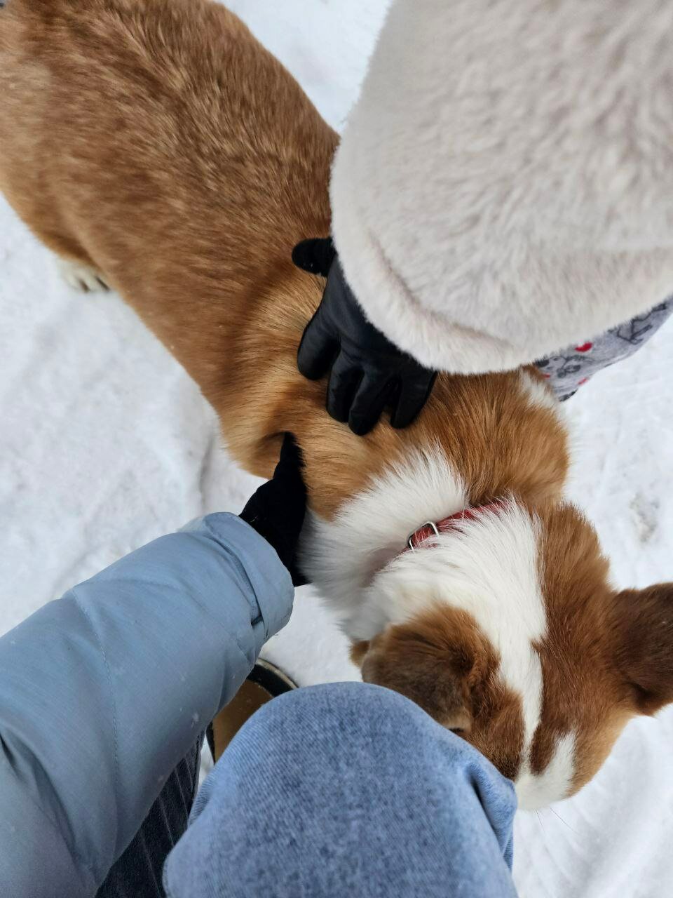Фото Баглачевские дачи