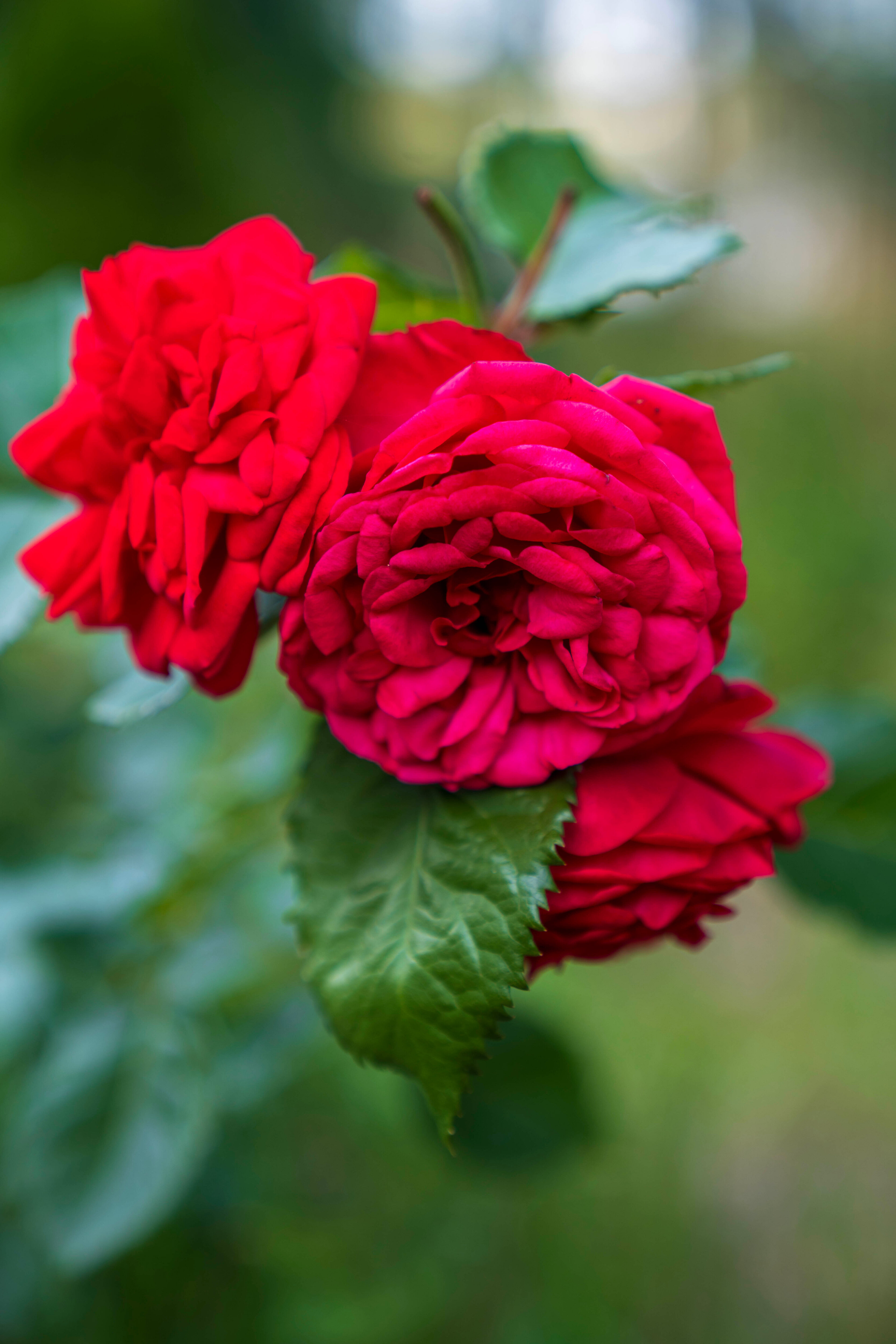 Фото Kodi järvi