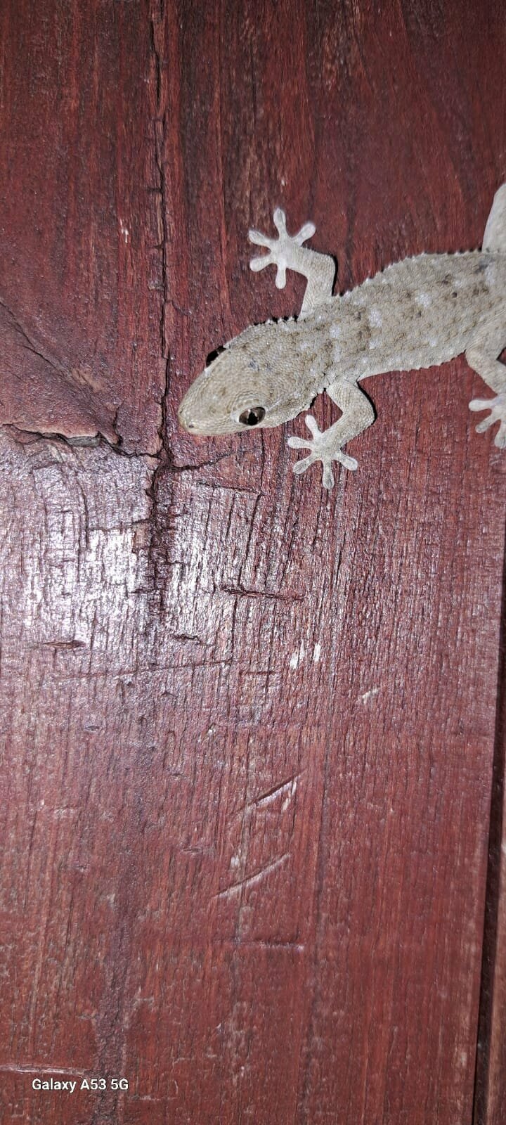 Фото Agro Camping Invernaderito