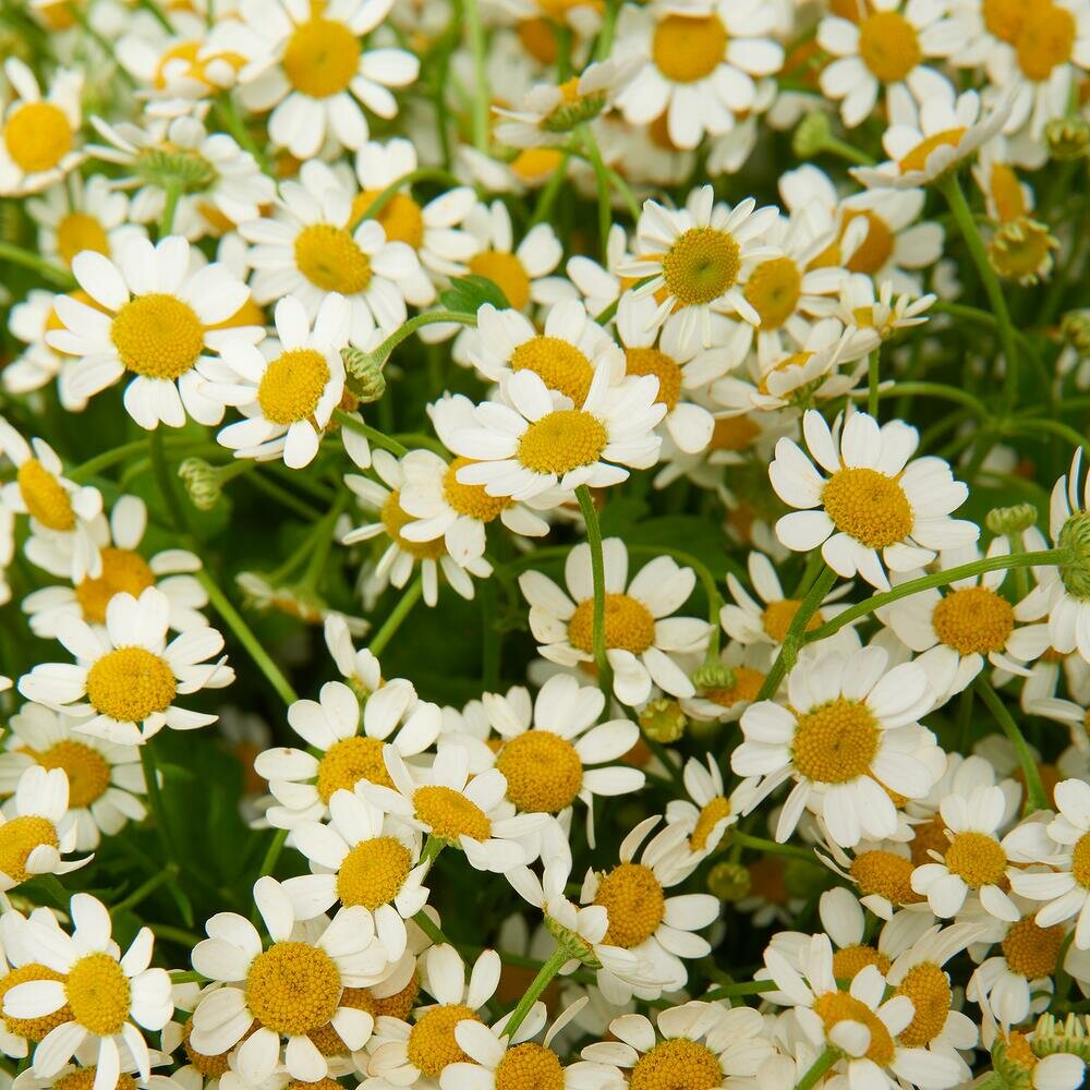 Flower shop Edemsky Sad, Bryansk, photo