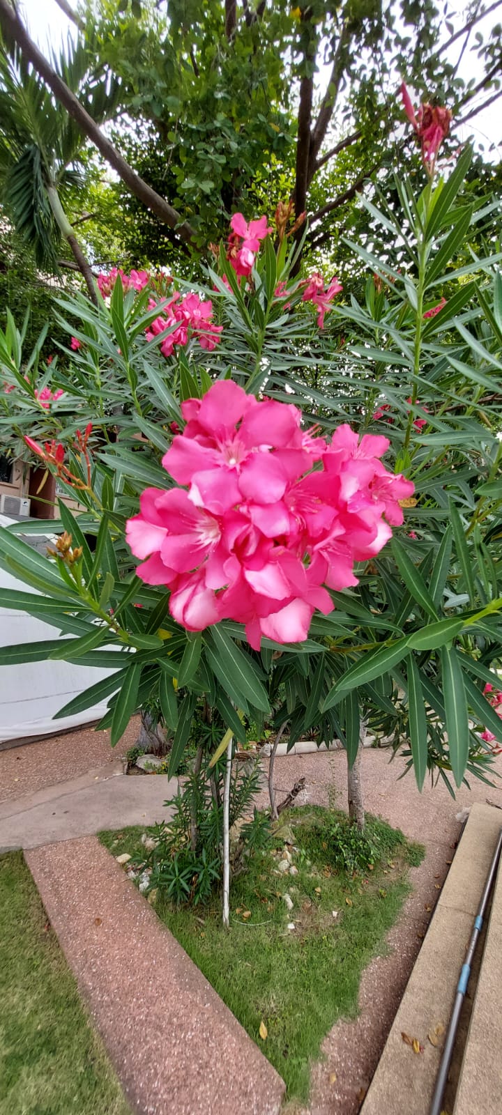 Фото Basaya Beach Hotel & Resort