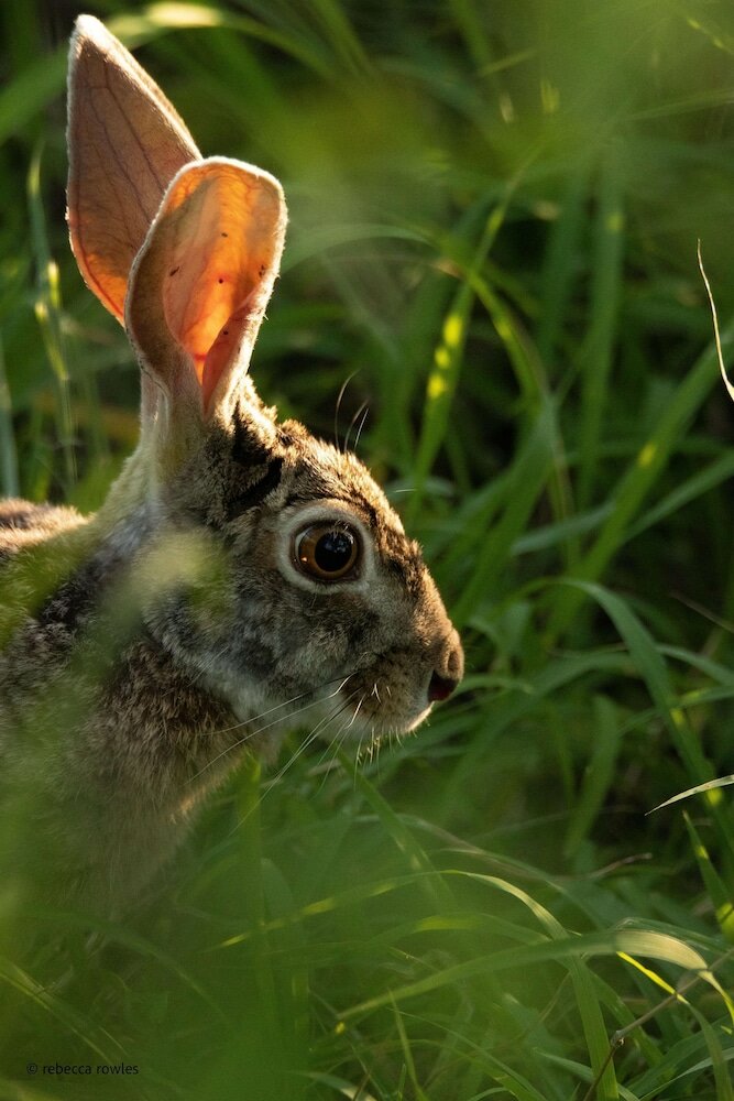 Фото Baobab Ridge Private Lodge