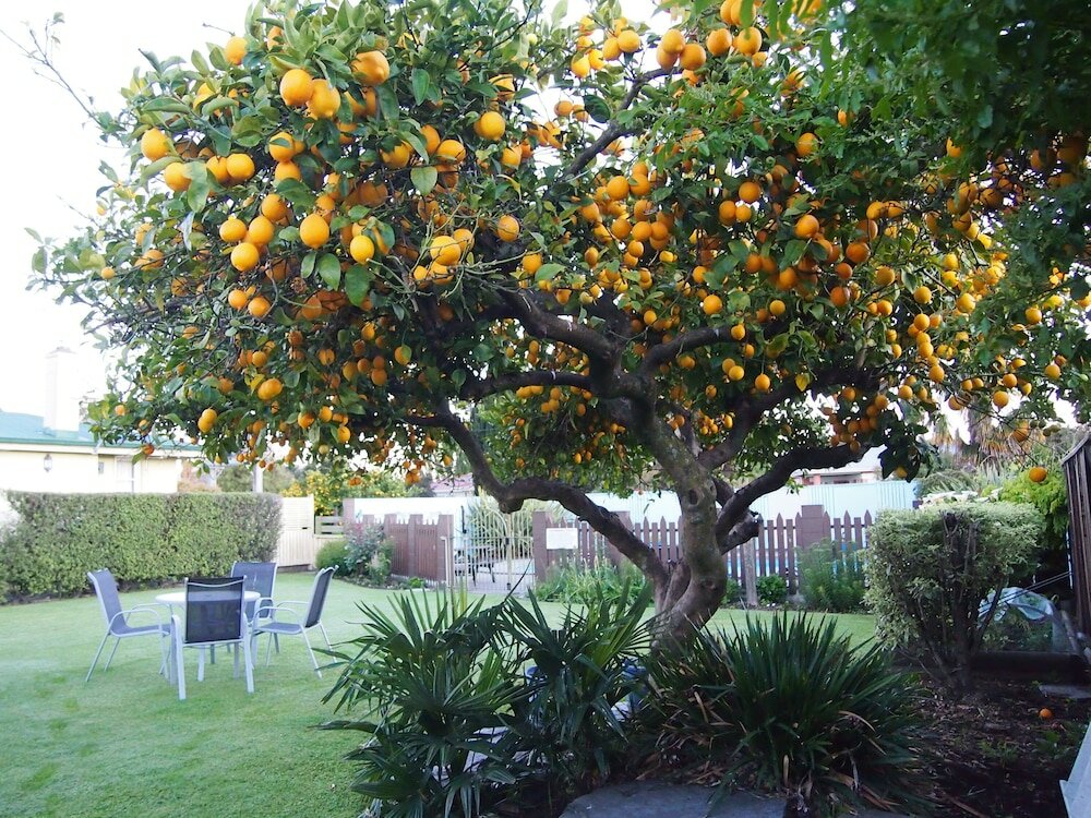 Фото Montana Lodge Motel