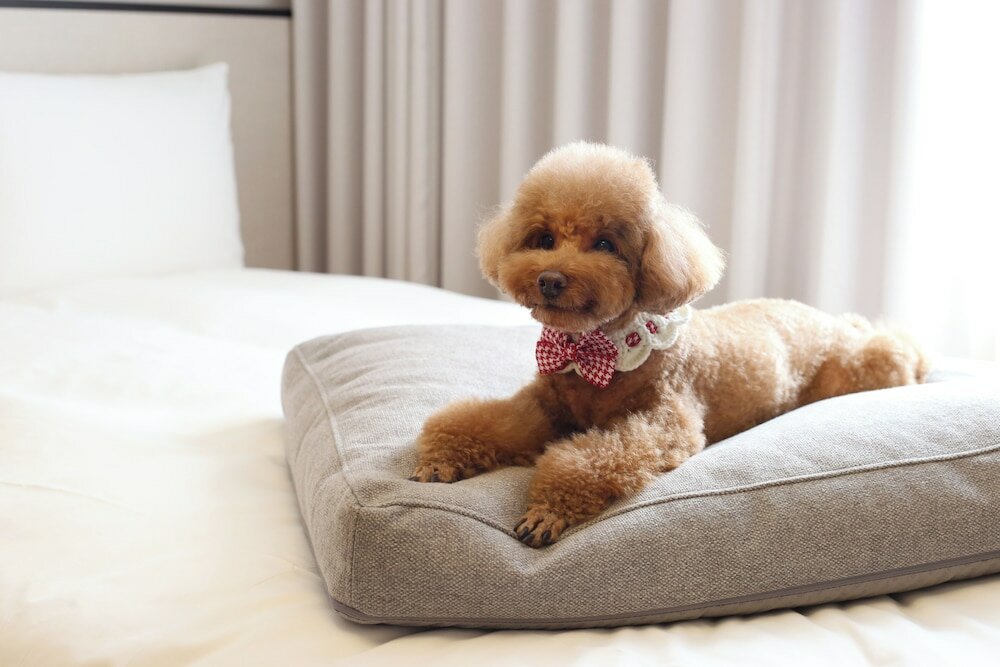 Фото Maison Glad Jeju