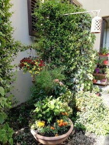 Гостиница Hotel Cimabue