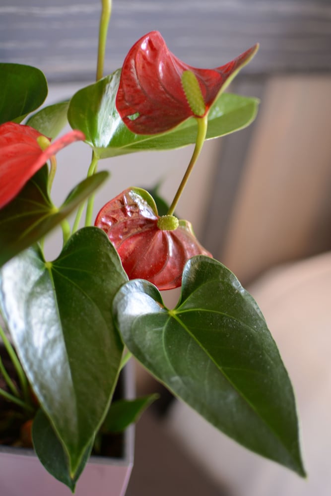 Фото Hotel Ariana 