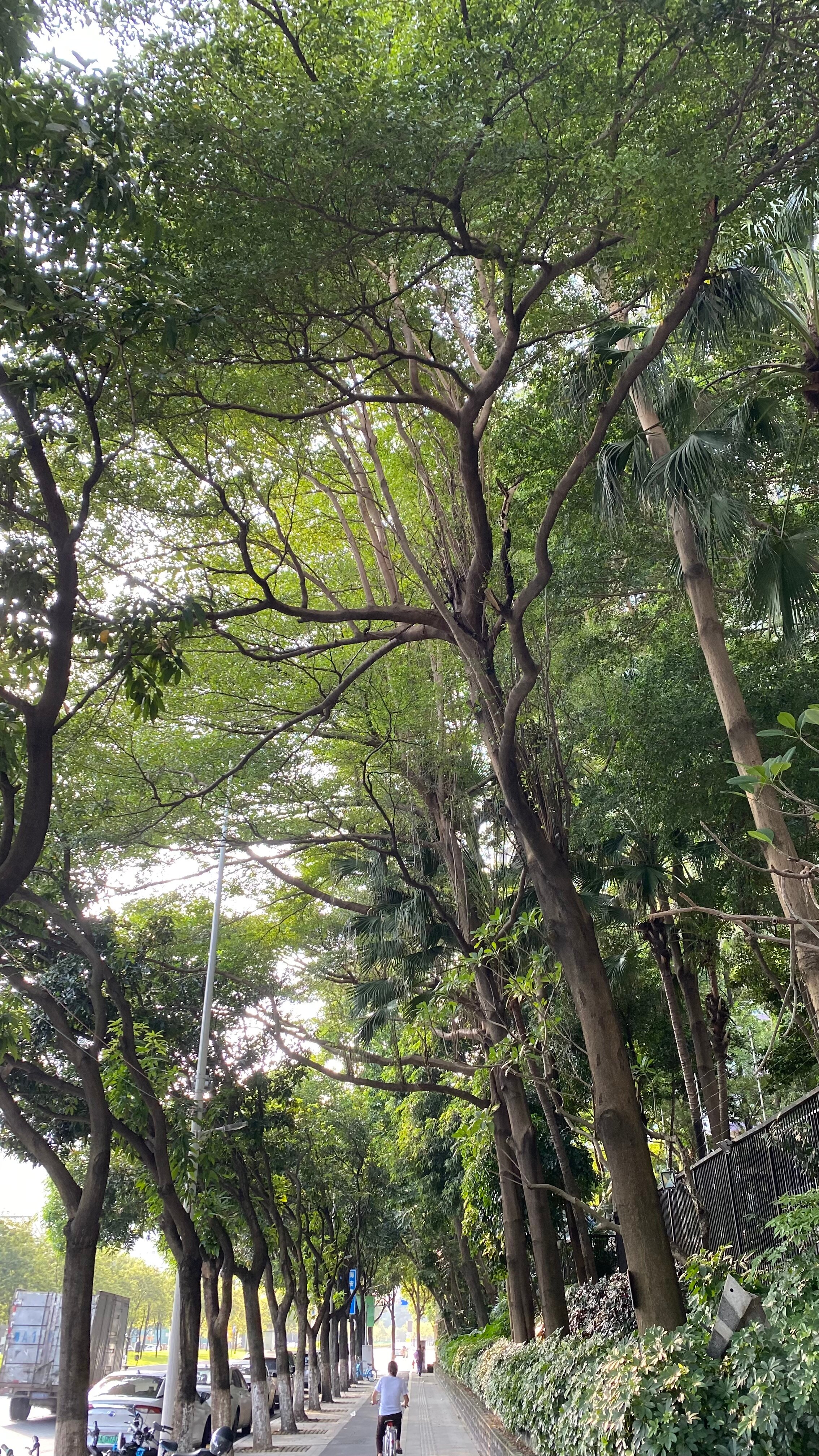 Фото The Mulian Hotel Guangzhou Zhujiang New Town