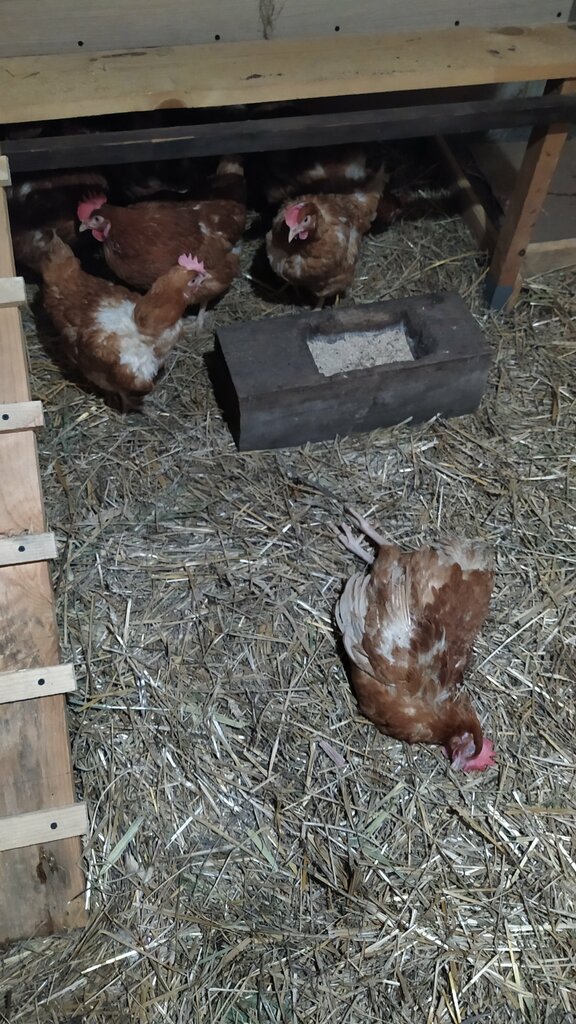 Egg and poultry meat Усть-Абаканская птицефабрика, Republic of Khakassia, photo