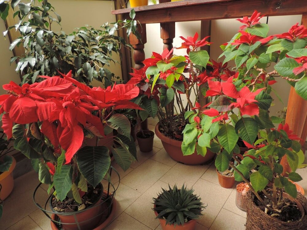 Фото Il Girasole Bed and Breakfast