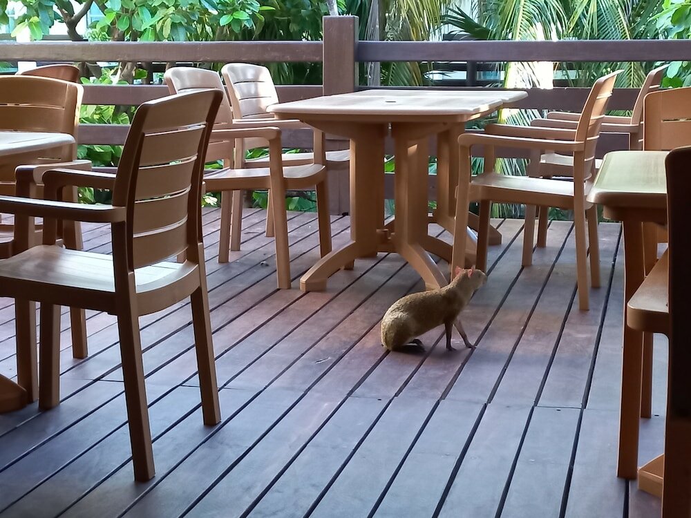 Фото Hotel Posada Sian Ka'an