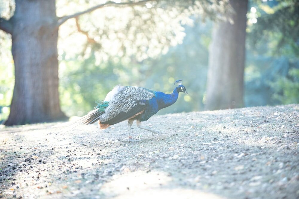 Фото Warwick Castle Knight's Village