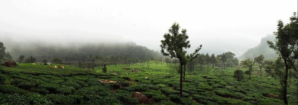 Фото Wild Elephant Eco-Friendly Resort