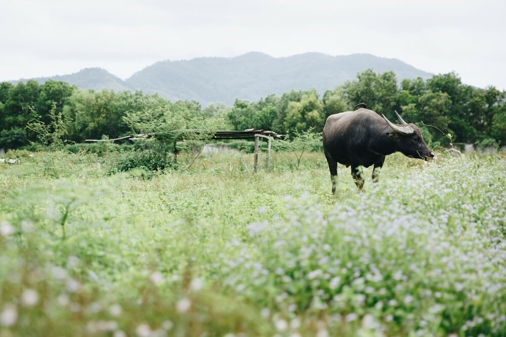 Фото Trisara Villas & Residences Phuket
