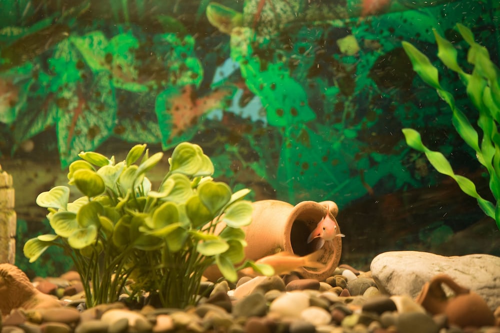 Фото Hotel Potenza