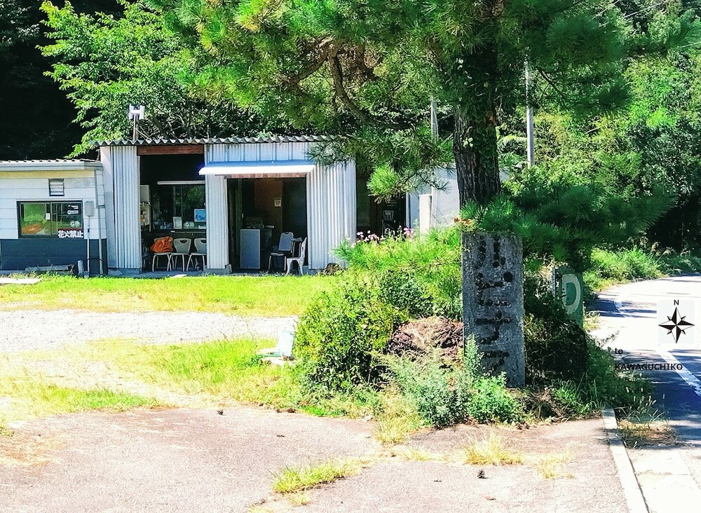 Фото Lupinus Kawaguchiko