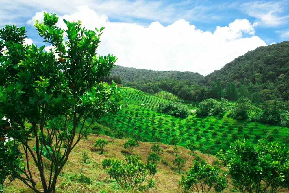 Hotel Taman Simalem Resort, North Sumatra, photo