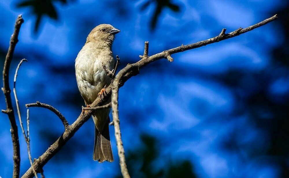 Фото Pierneef's Kraal